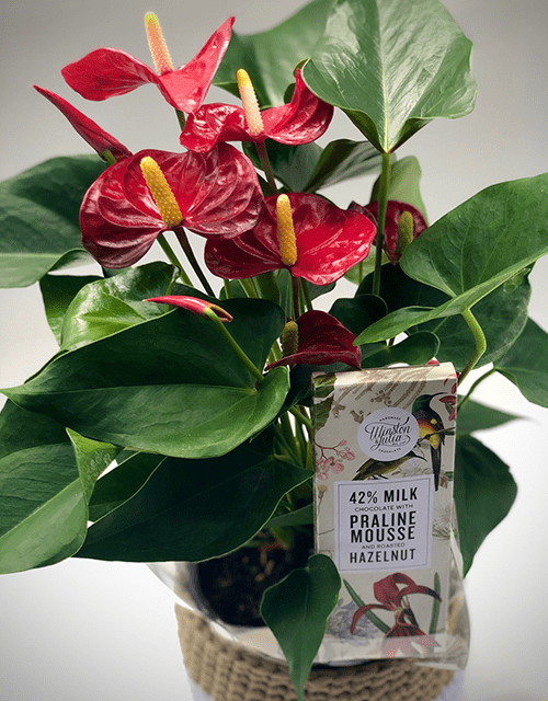 Beautiful Red Anthurium and Chocolate Treat - Impala Online