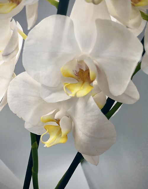 Beautiful White Orchid Phalaenopsis - Impala Online