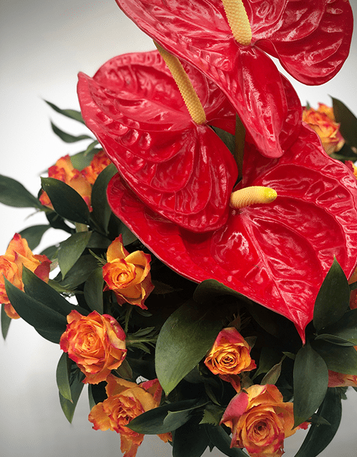 Colourful Anthurium Arrangement - Impala Online