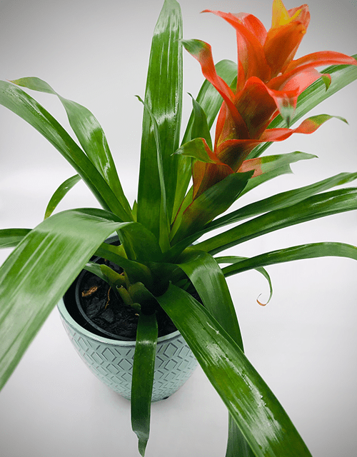 Flaming Guzmania - Impala Online