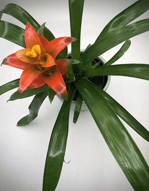 Flaming Guzmania - Impala Online