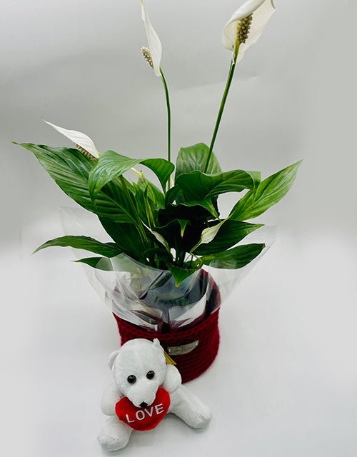 Love and Peace Lily - Impala Online