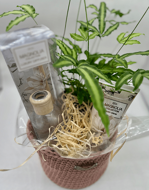 Magnolia Plant Gift Basket - Impala Online