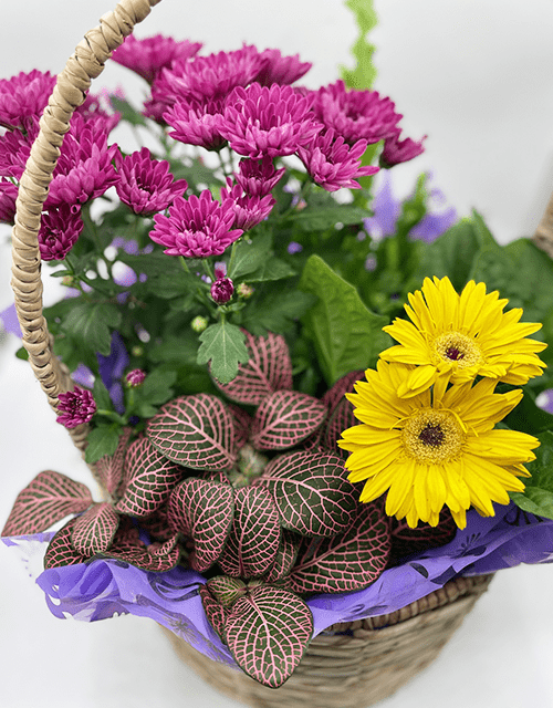 Mixed Plant Basket - small - Impala Online