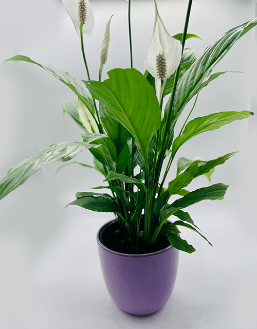 peace lily south africa Peaceful Lily – Impala Online