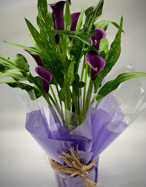 Perfect Purple Arum Lilly - Impala Online