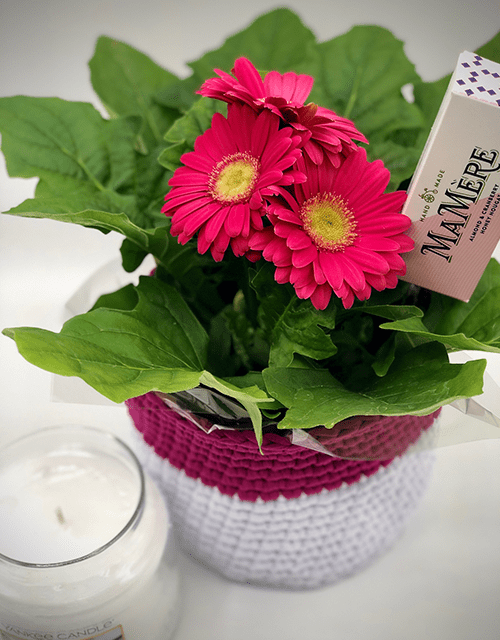 Pink Gerbera and Yankee Candle - Impala Online