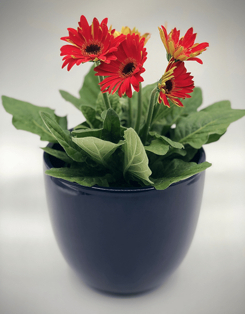 Potted Gerbera - Impala Online