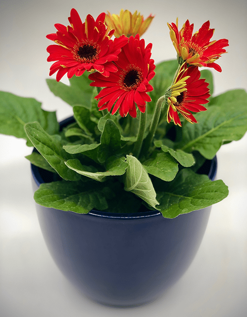 Potted Gerbera - Impala Online