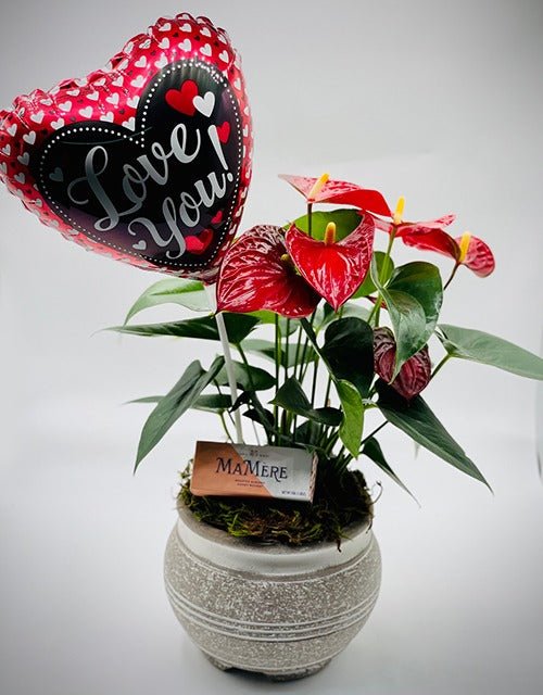 Potted Red Anthurium with 'Love You' stick balloon - Impala Online