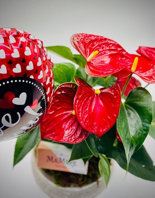 Potted Red Anthurium with 'Love You' stick balloon - Impala Online