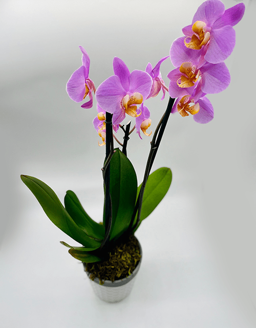 Purple Orchid Phalaenopsis with Chocolate - Impala Online