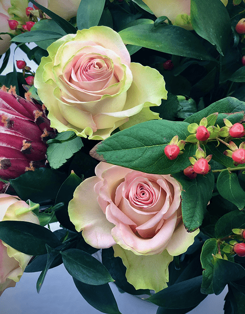 Soft Pink Bearded Protea Arrangement - Impala Online