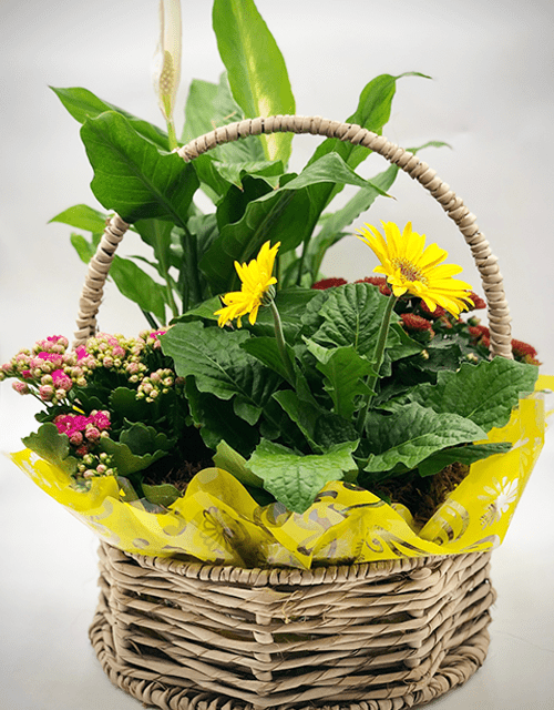 Sunshine Plant Basket - Impala Online