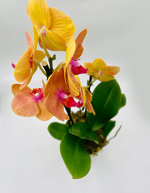 Yellow and Pink Orchid Phalaenopsis with Chocolate - Impala Online
