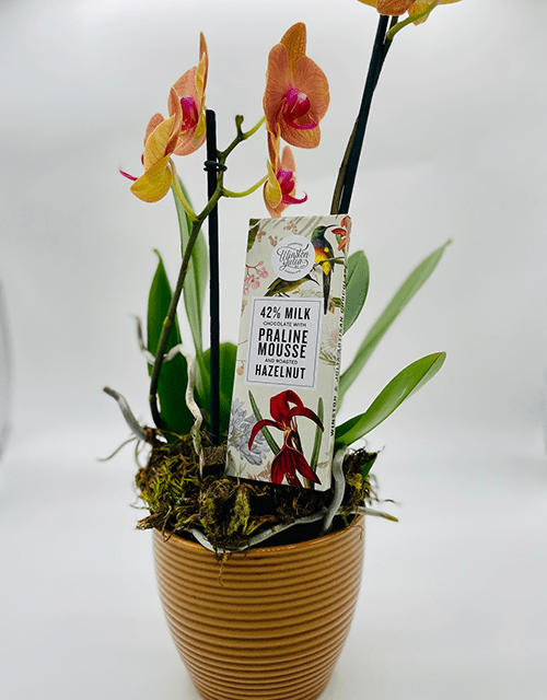Yellow and Pink Orchid Phalaenopsis with Chocolate - Impala Online
