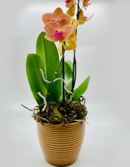 Yellow and Pink Orchid Phalaenopsis with Chocolate - Impala Online