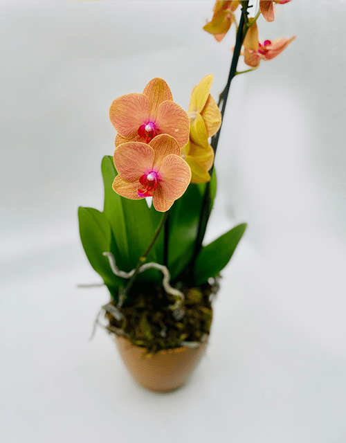 Yellow and Pink Orchid Phalaenopsis with Chocolate - Impala Online